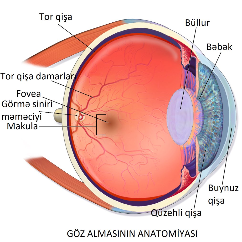 Göz anatomiyası və hormonal faktorlar